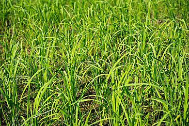 《真女神转生5：复仇》预告片展示新创毘形态