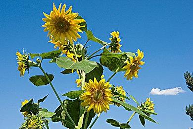 Epic喜加二：《辐射3年度版》《进化之地：传奇版》免费领